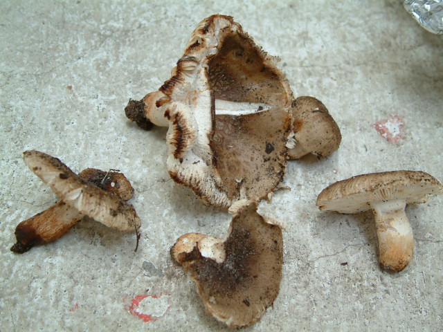 Russula isignis